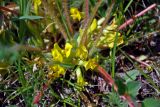 Astragalus schanginianus