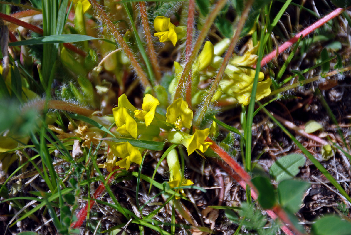 Изображение особи Astragalus schanginianus.