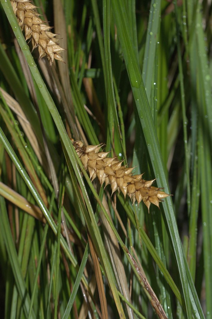 Изображение особи Carex vesicaria.