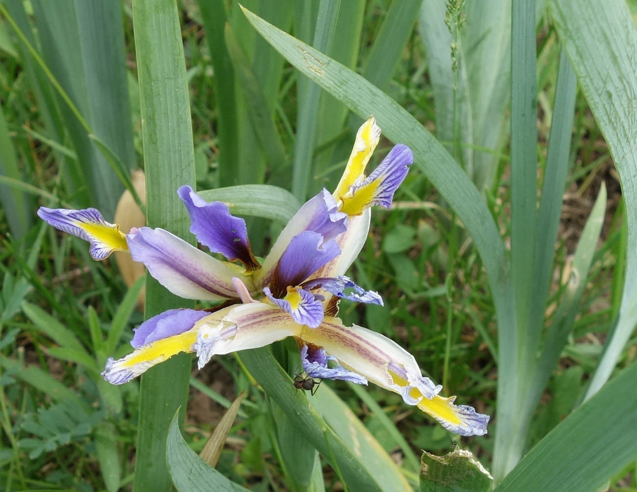 Image of Iris sogdiana specimen.