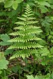 Dryopteris carthusiana. Вайя. Костромская обл., Судиславский р-н, окр. дер. Антипино, пойма р. Пуга (правый приток р. Меза), окраина низинного болота. 25.06.2017.