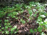 Rubus humulifolius. Вегетирующие растения. Костромская обл., Кологривский р-н, заповедник \"Кологривский лес\", бассейн р. Вонюх, участок старовозрастных ельников. 19.05.2010.