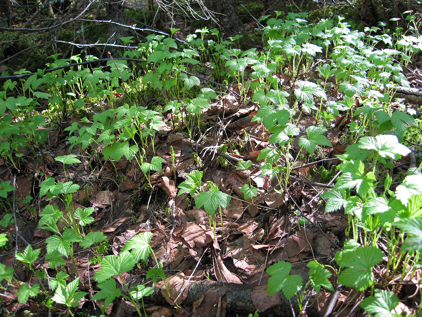 Image of Rubus humulifolius specimen.