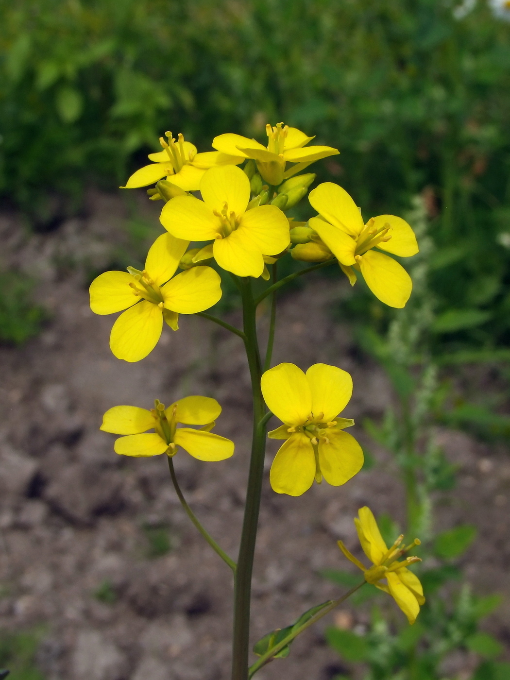 Изображение особи Brassica campestris.