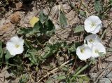 Convolvulus arvensis