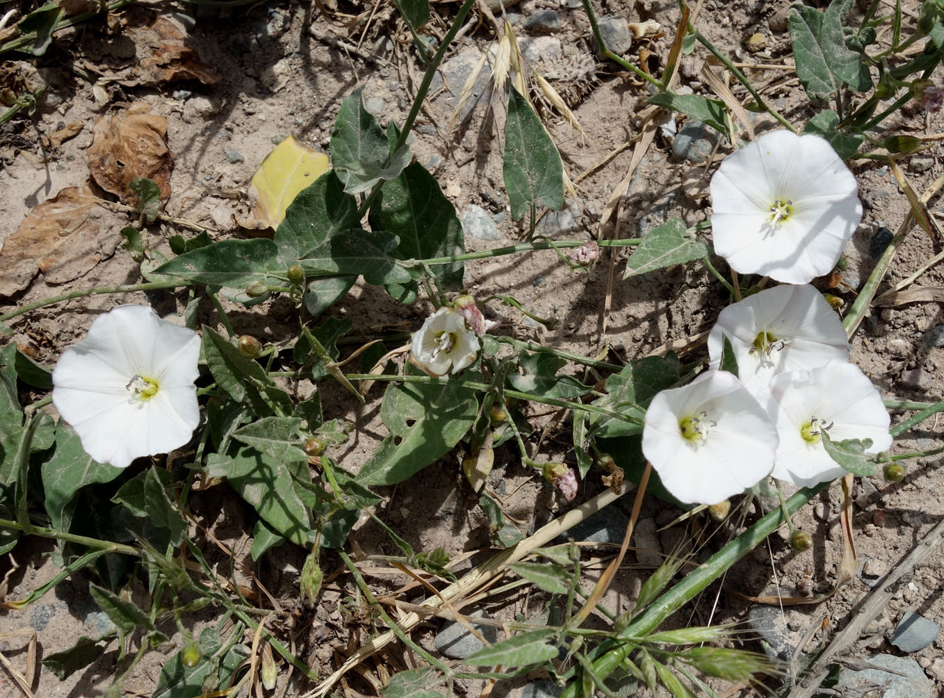 Изображение особи Convolvulus arvensis.