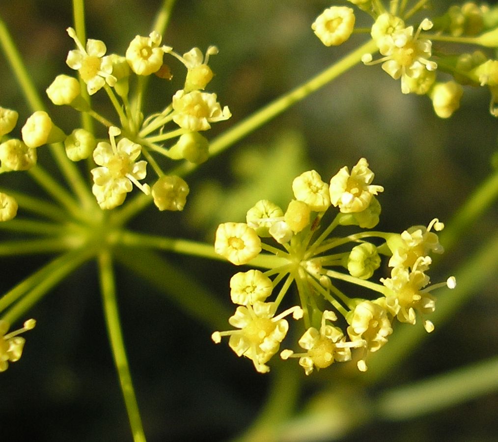 Изображение особи Peucedanum ruthenicum.