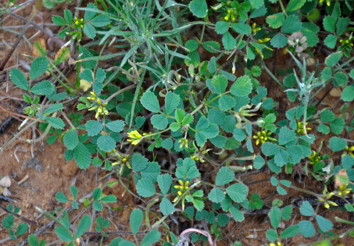 Image of genus Trigonella specimen.