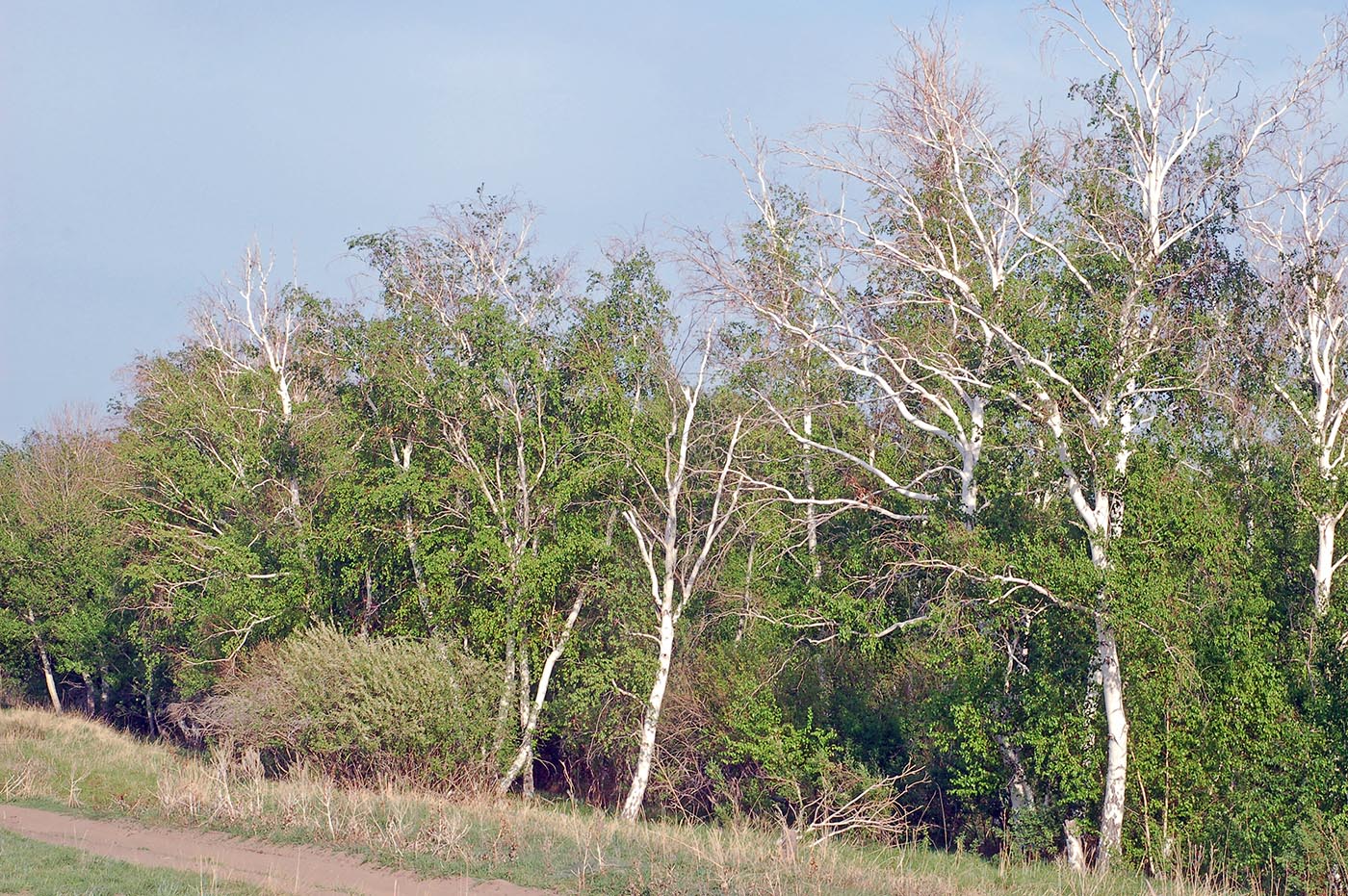 Image of Betula pendula specimen.