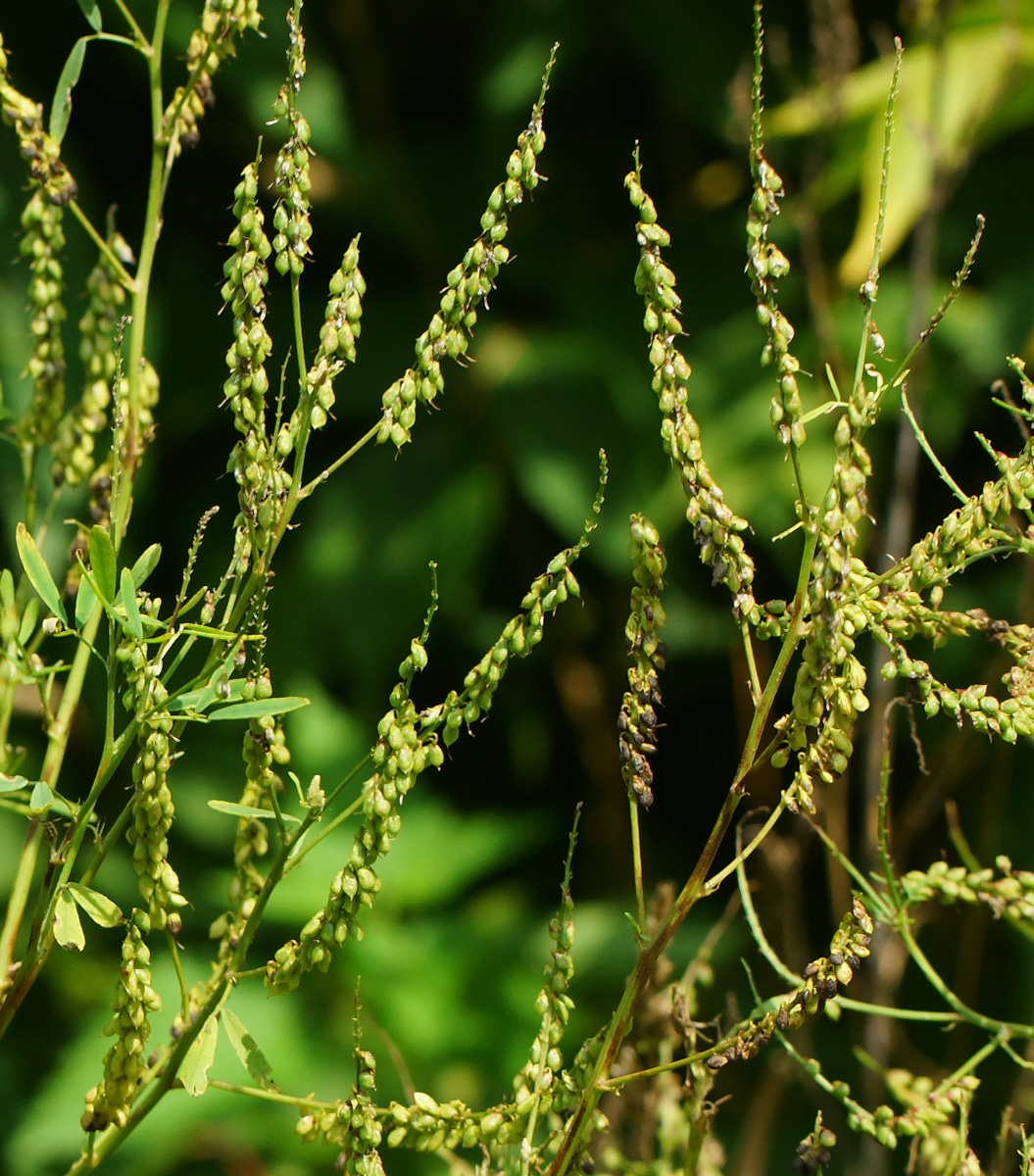 Изображение особи Melilotus albus.