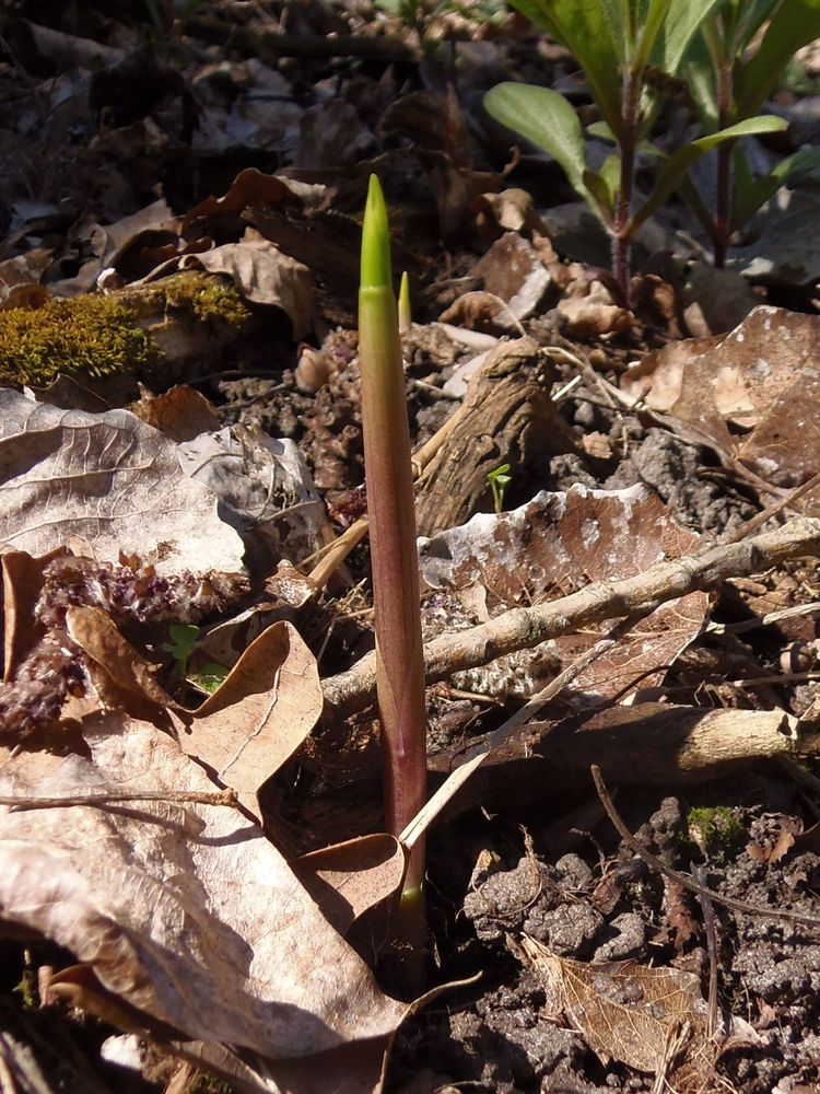 Image of Convallaria majalis specimen.