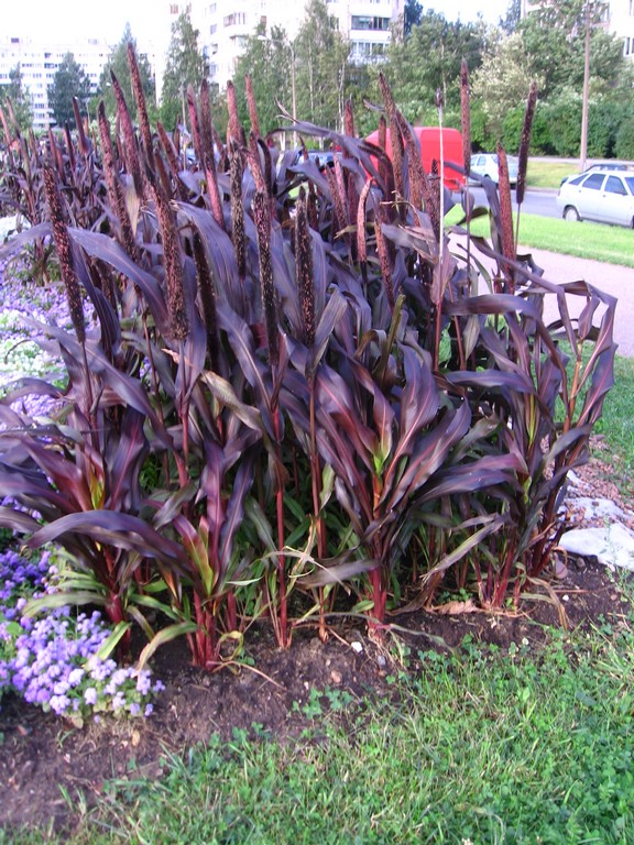 Изображение особи Pennisetum americanum.