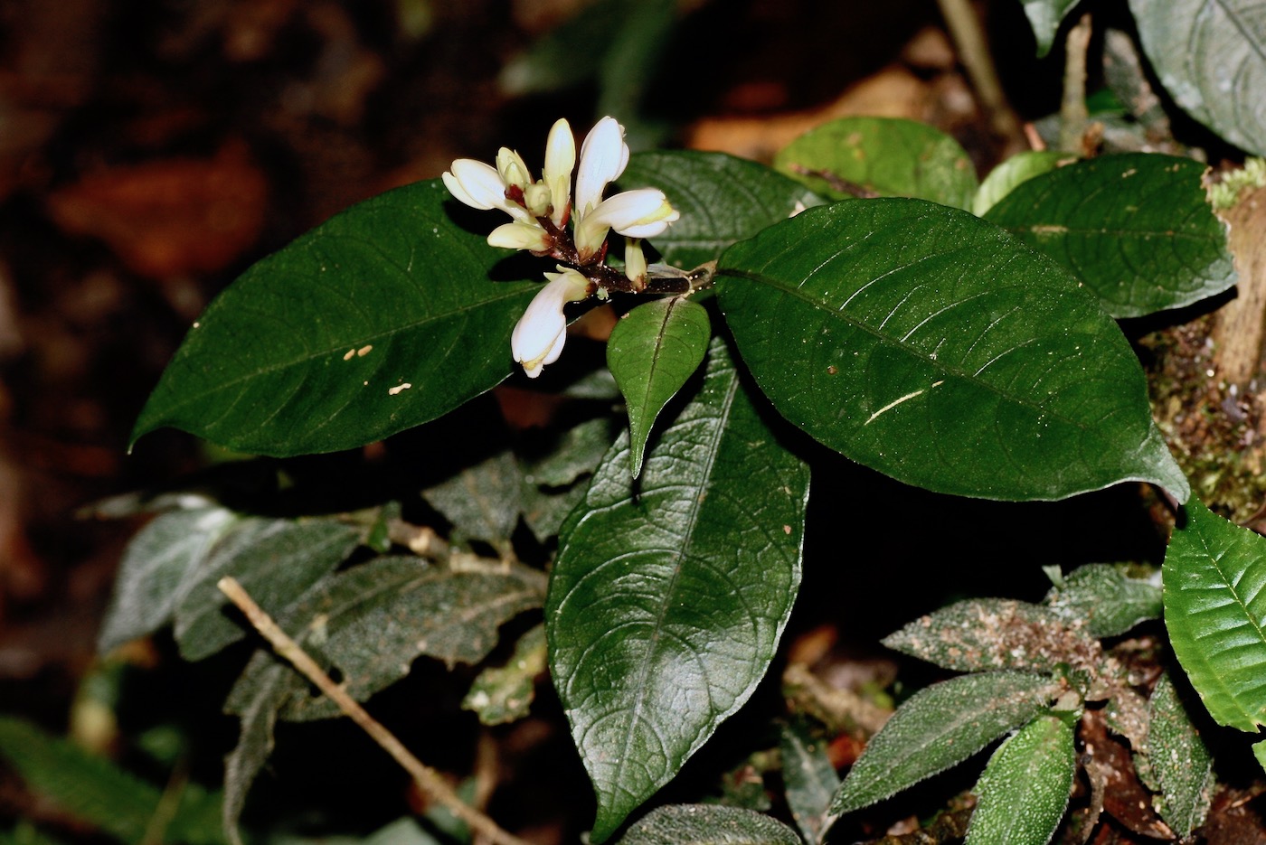 Image of Filetia hirta specimen.