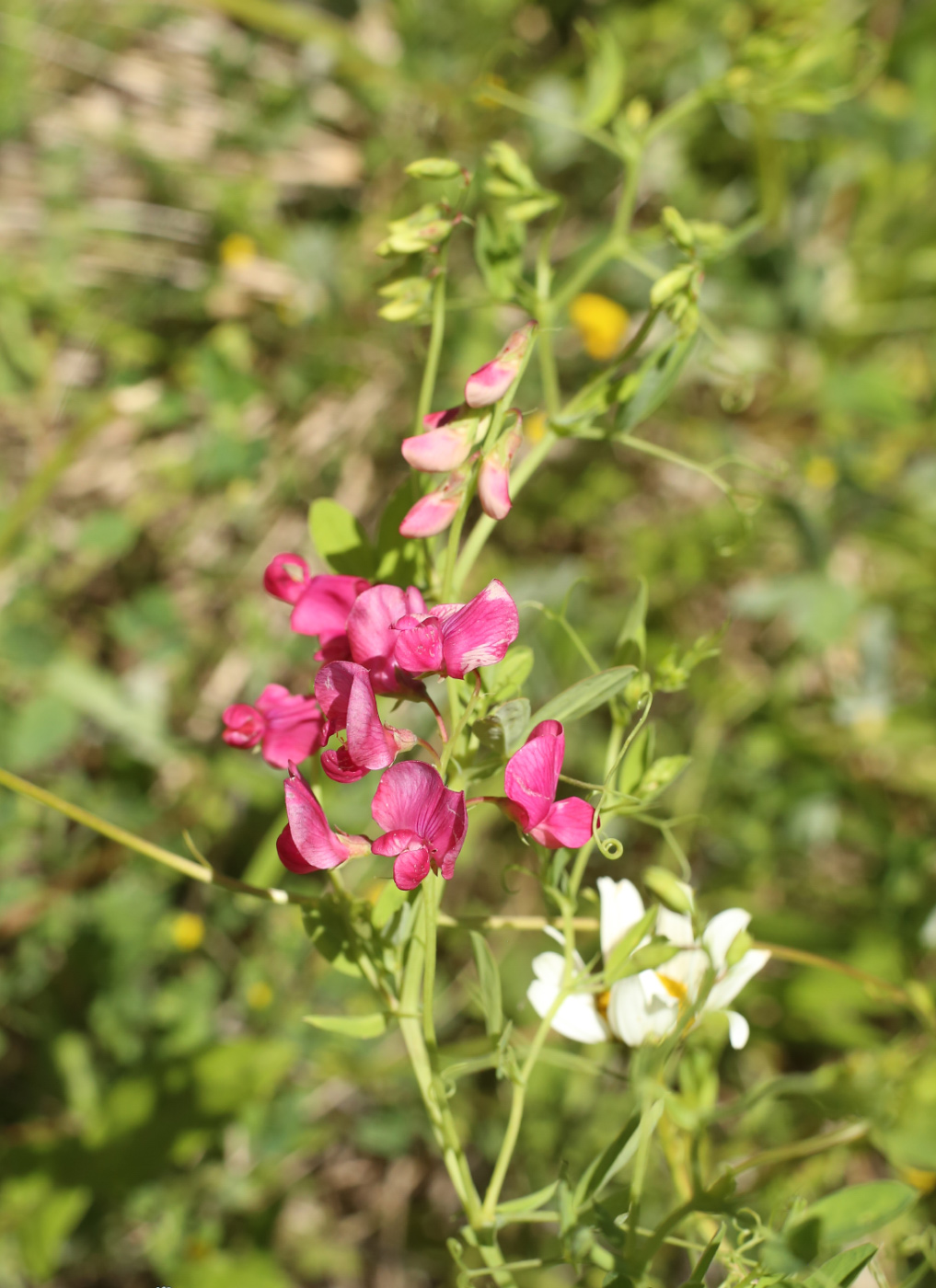 Image of Lathyrus tuberosus specimen.