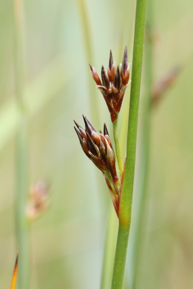 Изображение особи Juncus filiformis.