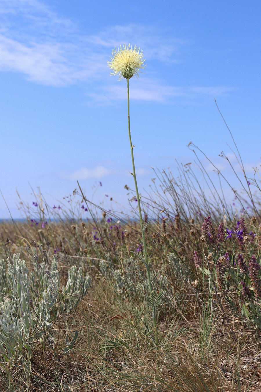 Изображение особи Rhaponticoides taliewii.