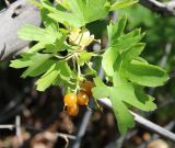 Ribes aureum. Верхушка веточки со зрелыми плодами (желтоплодная форма). Алтайский край, Благовещенский р-н, окр. пос. Степное озеро, лесополоса, в культуре. 30.06.2020.