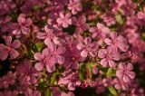 Saponaria ocymoides