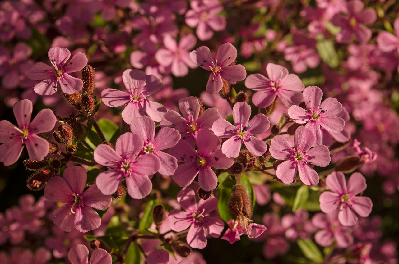 Изображение особи Saponaria ocymoides.