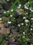 Stellaria graminea