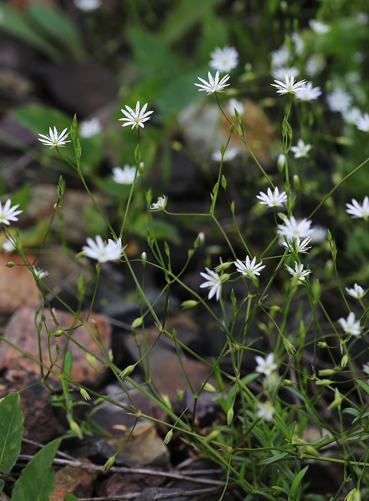 Image of Stellaria graminea specimen.