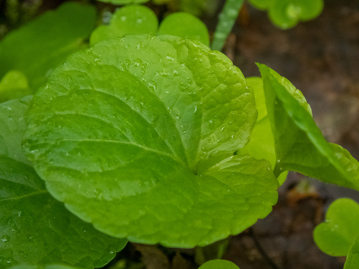 Image of Viola palustris specimen.