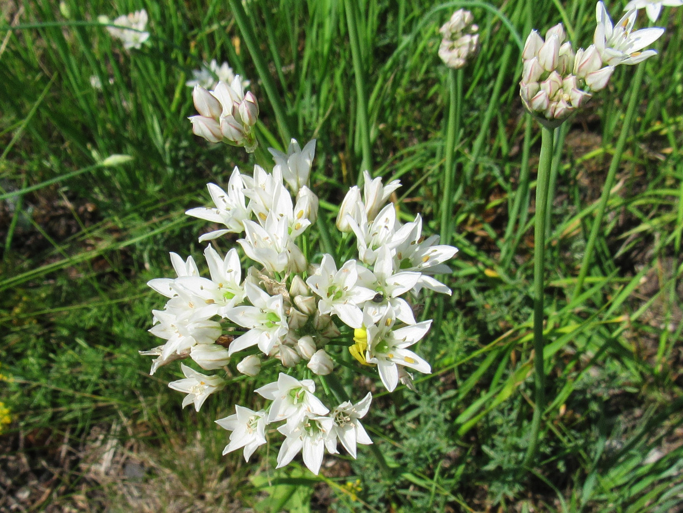 Image of Allium ramosum specimen.