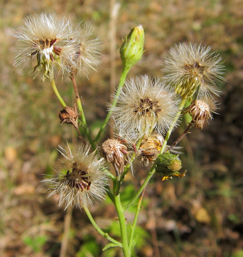 Image of genus Hieracium specimen.