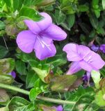 genus Barleria