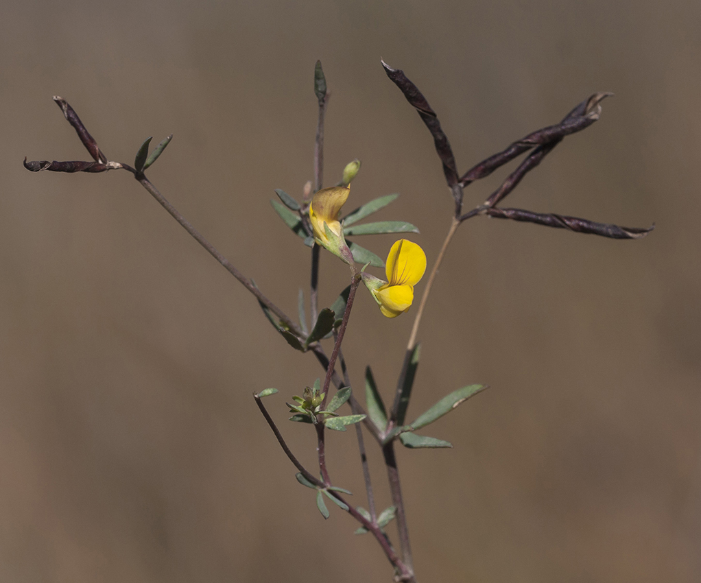 Image of Lotus tenuis specimen.