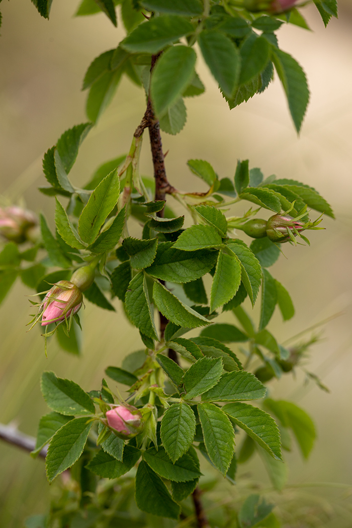 Image of genus Rosa specimen.