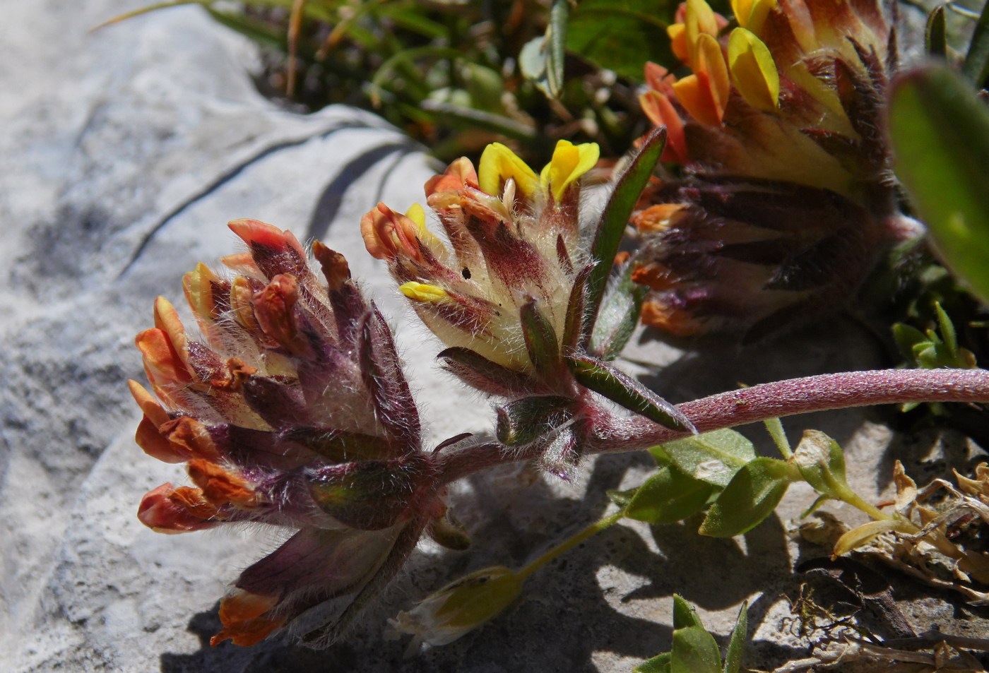 Image of Anthyllis variegata specimen.