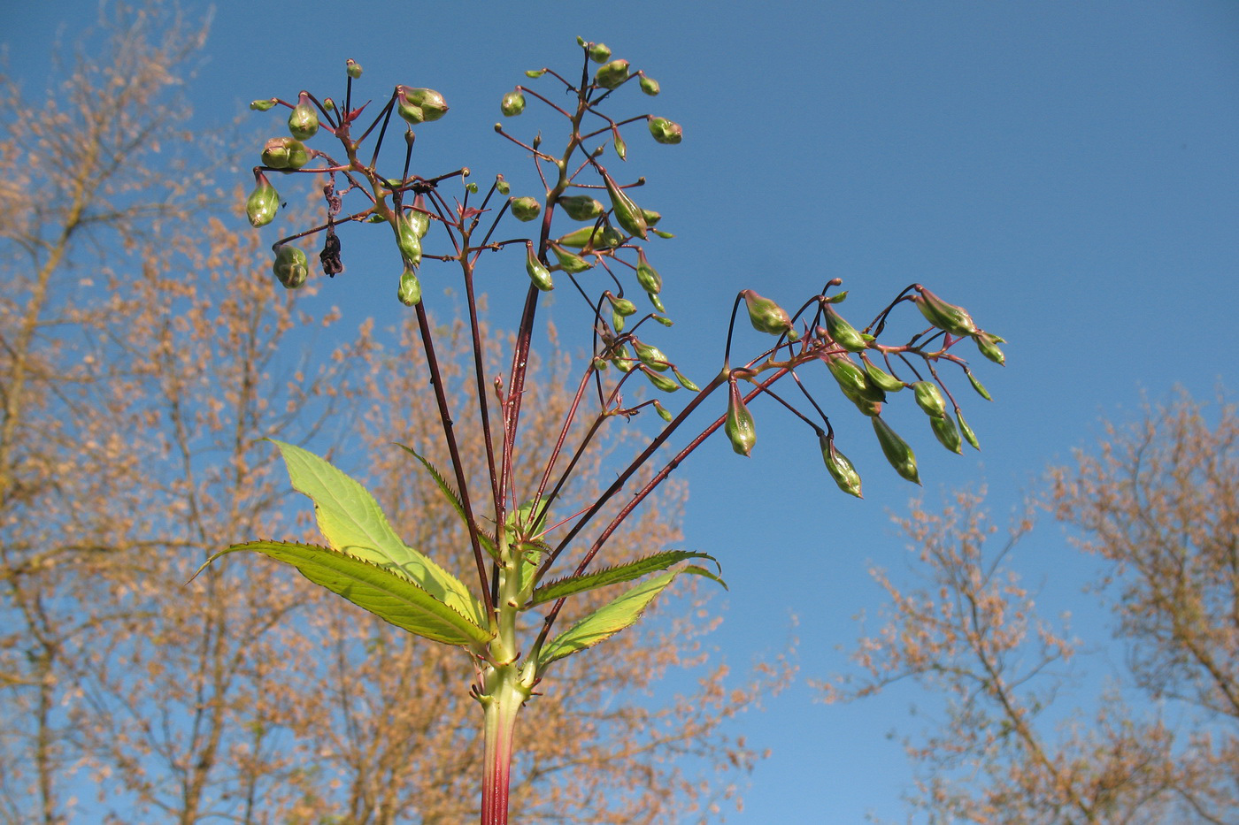Image of Impatiens glandulifera specimen.