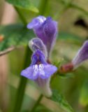 Scutellaria galericulata