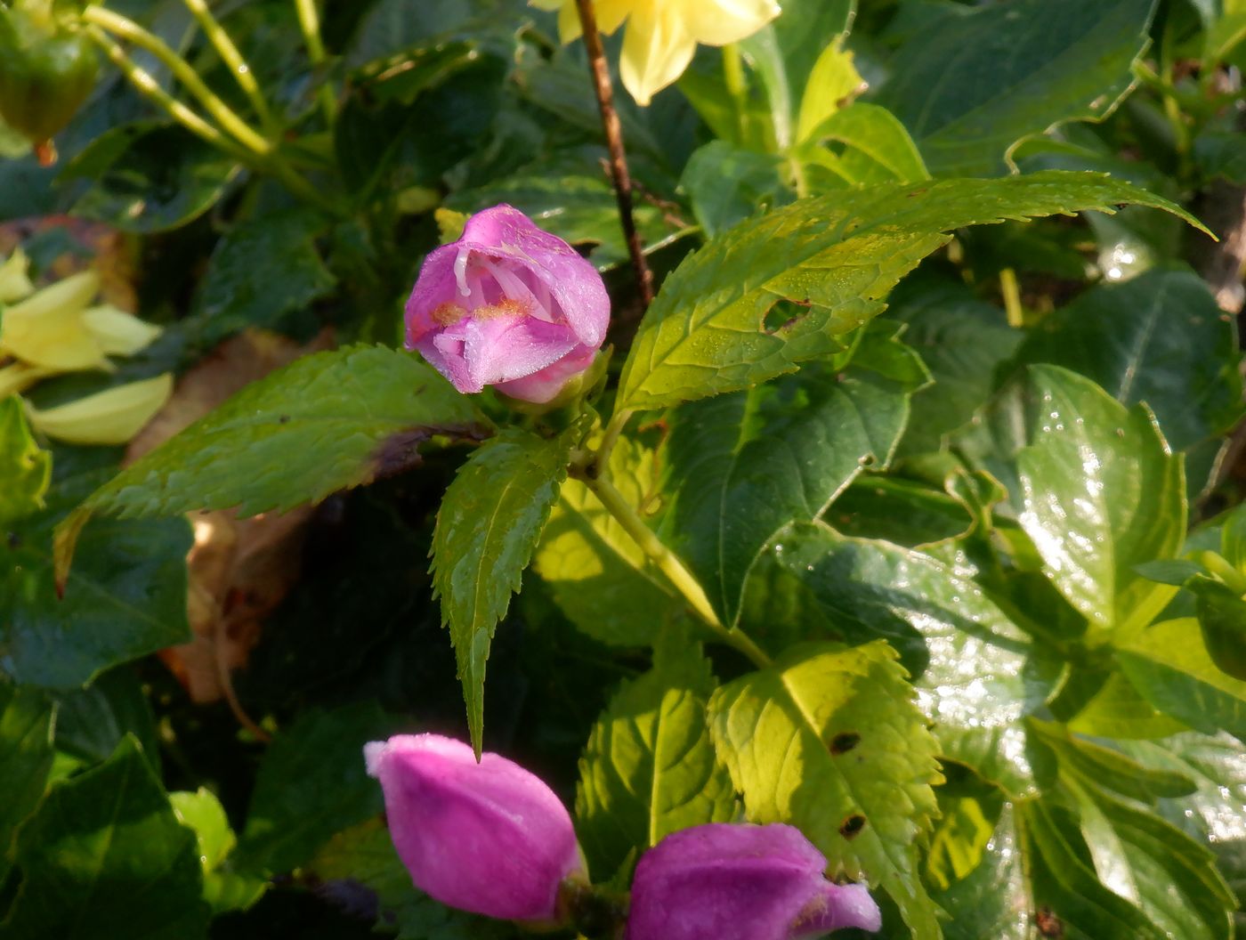 Изображение особи Chelone obliqua.