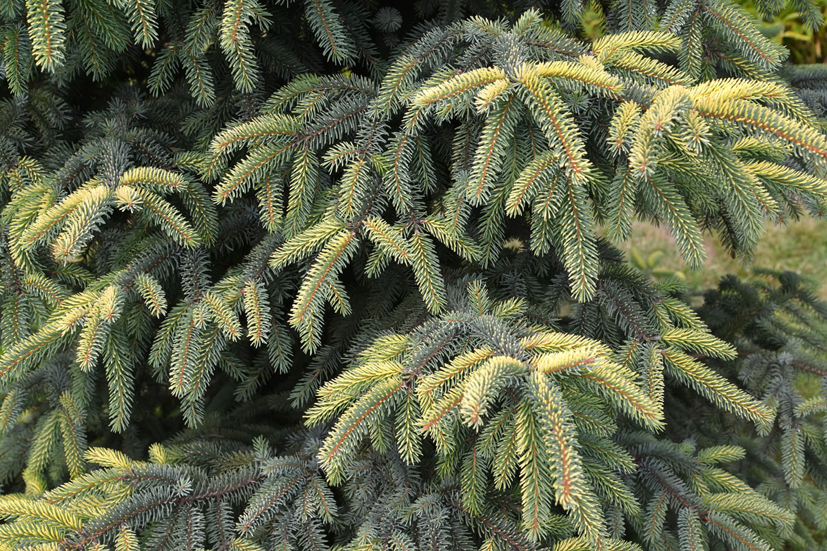 Image of Picea mariana specimen.