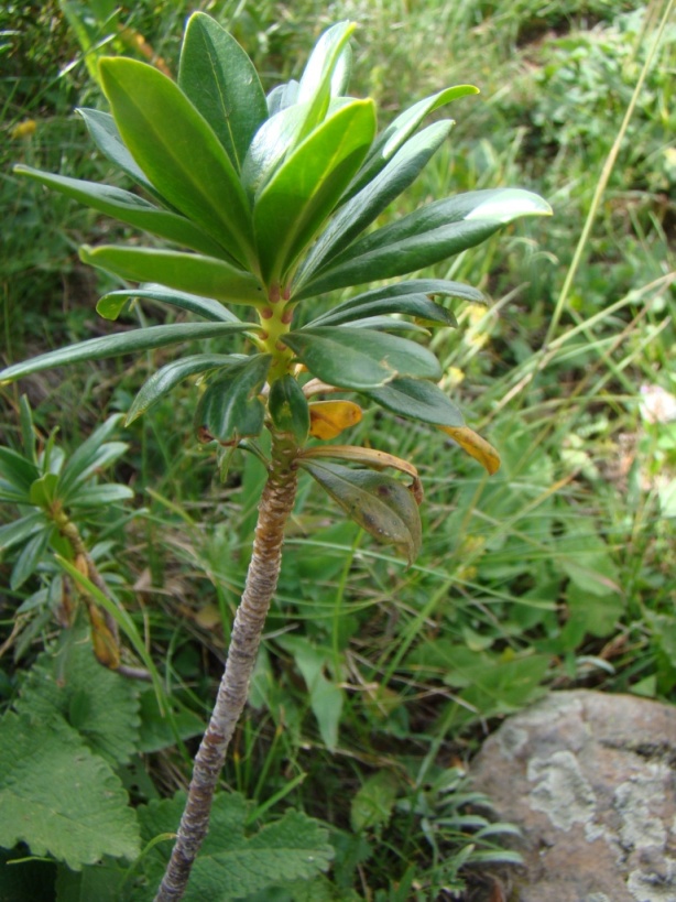 Image of Daphne glomerata specimen.
