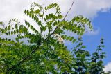 Robinia pseudoacacia
