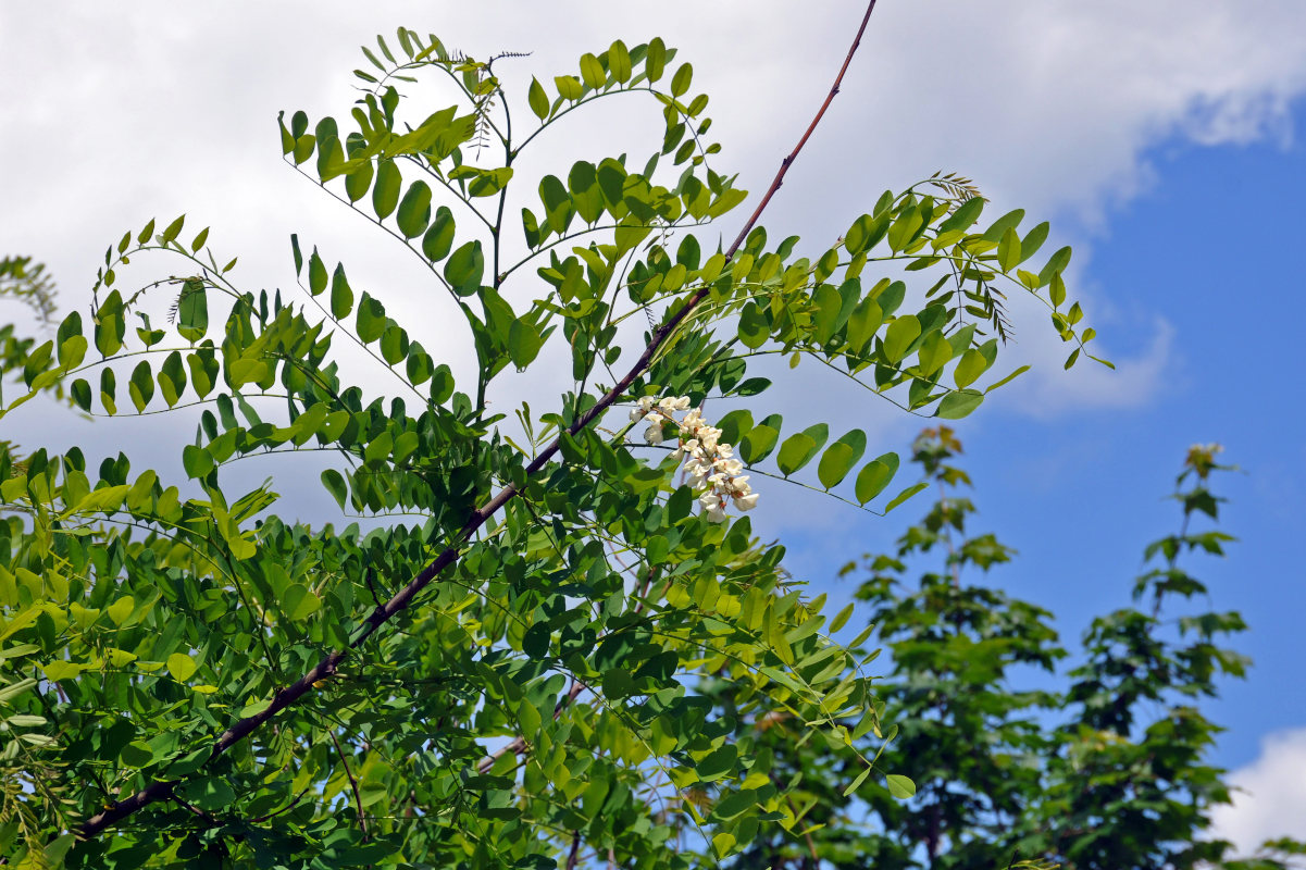 Image of Robinia pseudoacacia specimen.