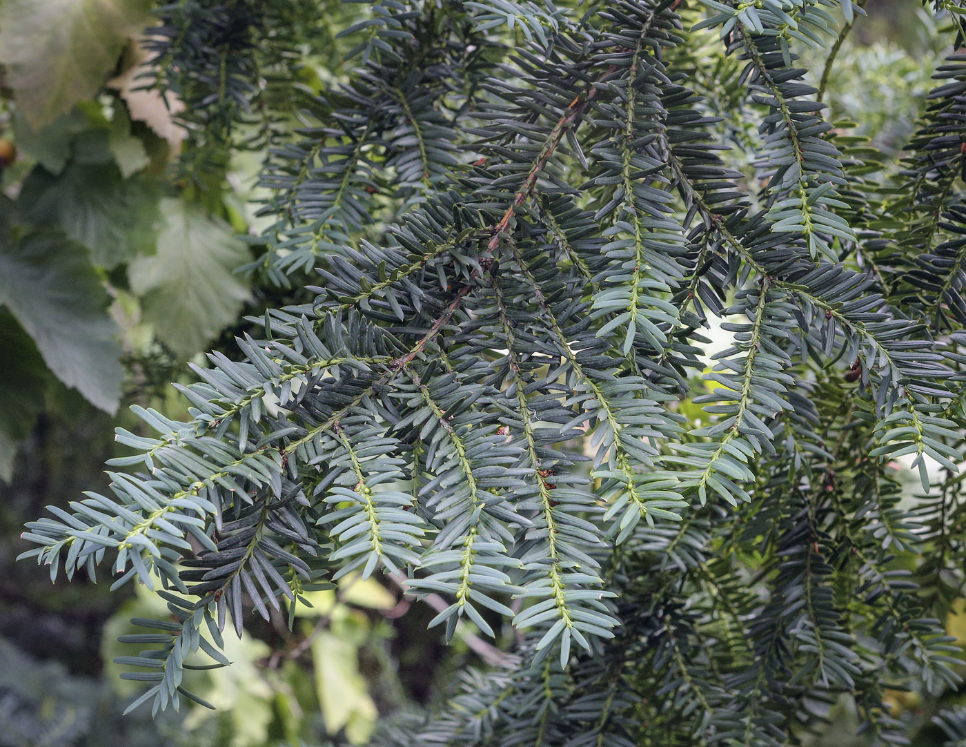 Image of Taxus &times; media specimen.