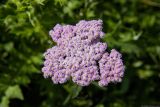 Achillea millefolium