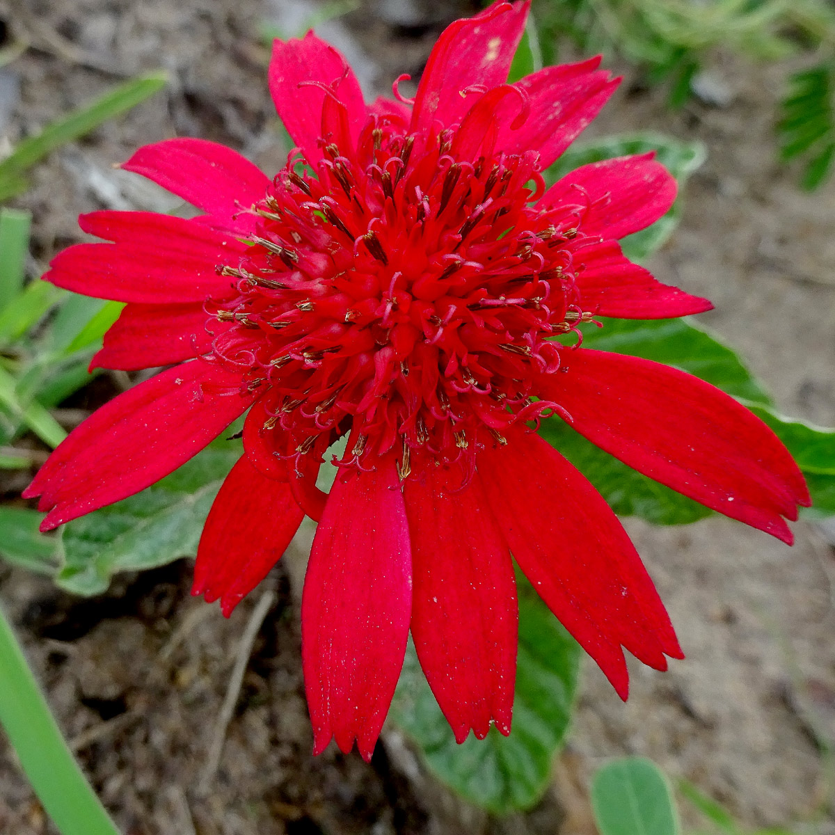 Image of Erythrocephalum longifolium specimen.