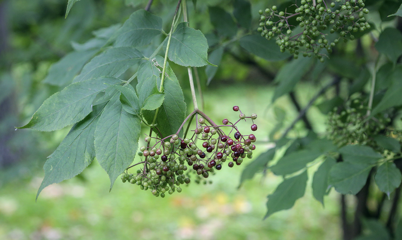 Изображение особи Sambucus nigra.