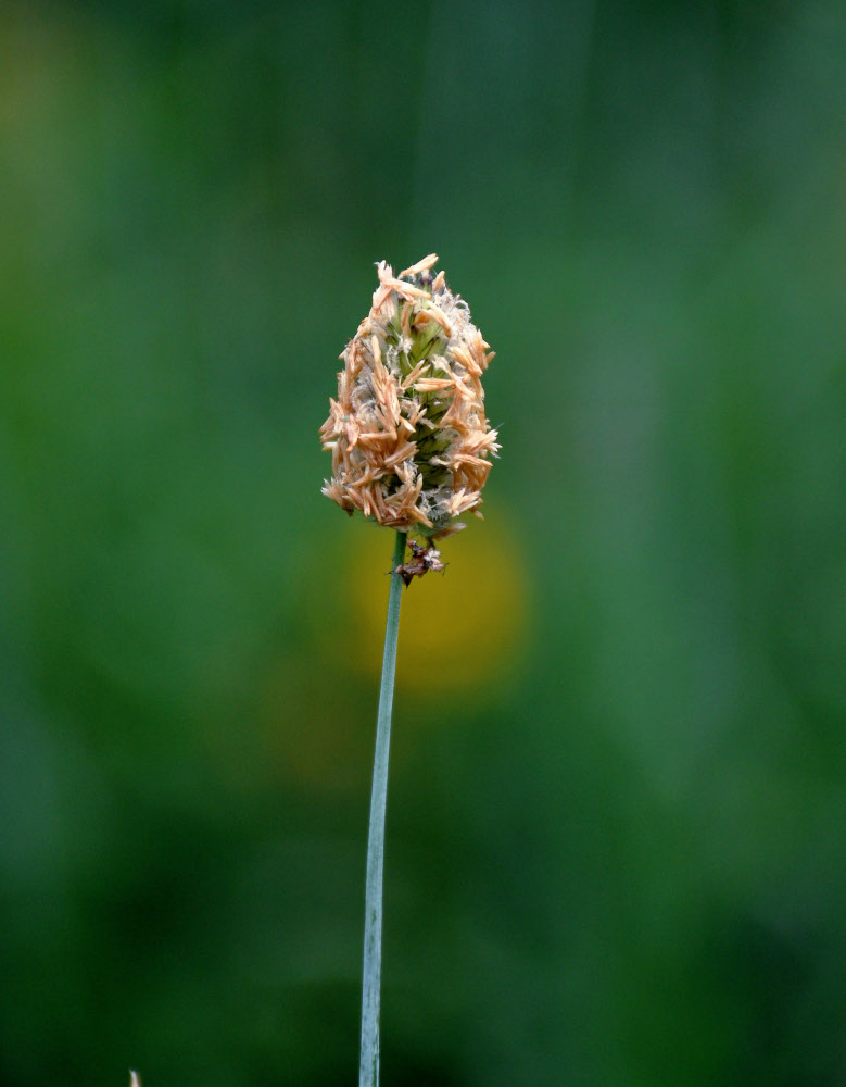 Изображение особи Alopecurus glaucus.