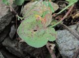 Rumex hastifolius. Поражённый лист. Кабардино-Балкария, Эльбрусский р-н, долина р. Ирик, ок. 2200 м н.у.м., каменистая россыпь. 07.07.2020.