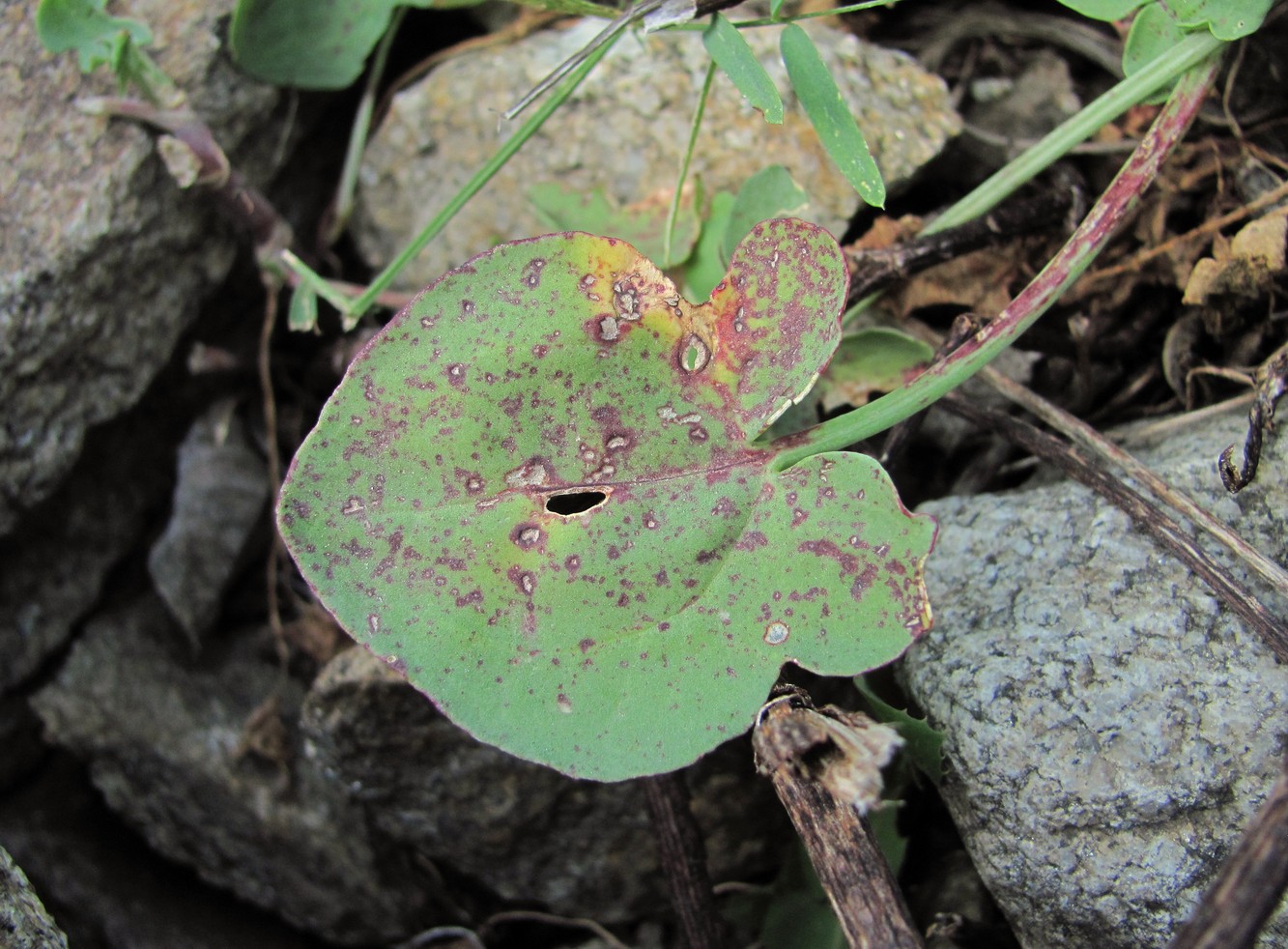 Изображение особи Rumex hastifolius.