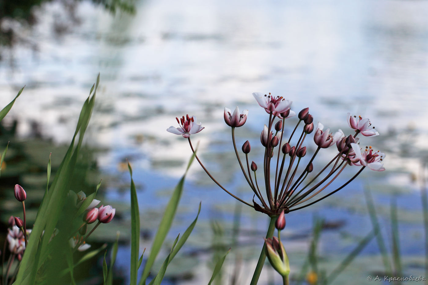 Изображение особи Butomus umbellatus.