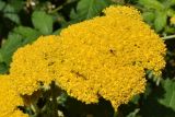 Achillea filipendulina. Общее соцветие с мухой (вид сверху). Узбекистан, г. Ташкент, пос. Улугбек, санитарно-защитная зона. 07.06.2020.