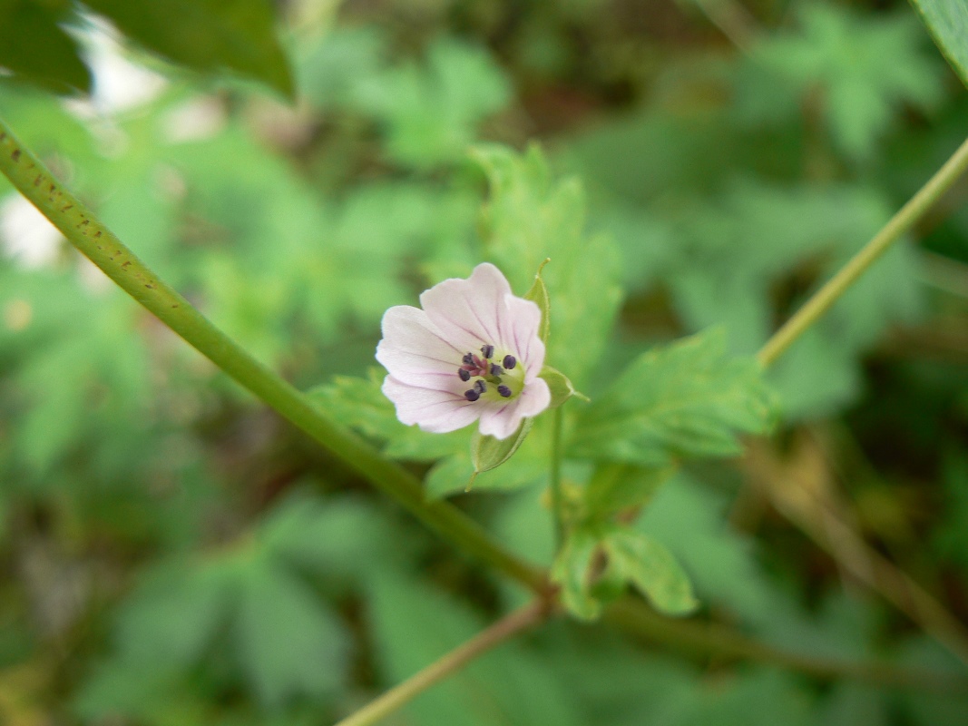 Image of Geranium sibiricum specimen.