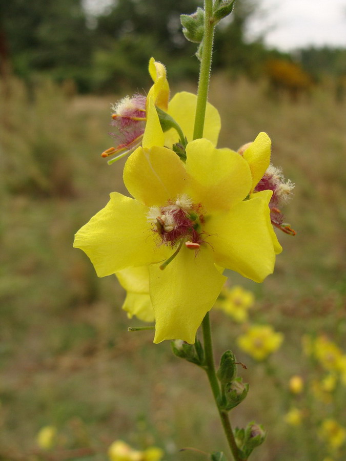 Image of Verbascum blattaria specimen.